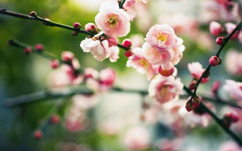 春季新生的唯美清新植物花卉图片分享!