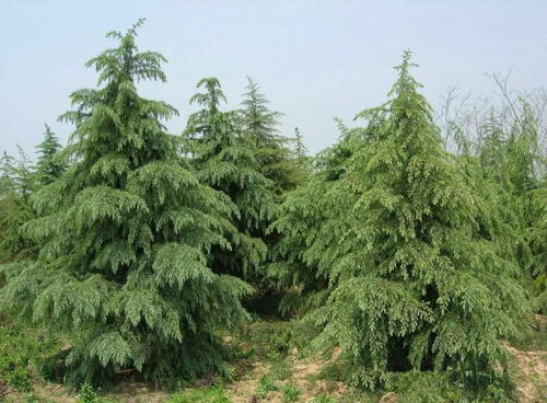北方常见的绿化苗木品种