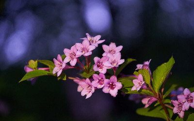 小清新粉色系植物花卉高清桌面壁纸高清大图预览1920×1200_植物壁纸下载