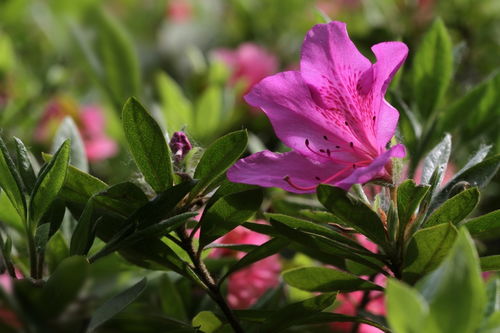 花卉 杜鹃花