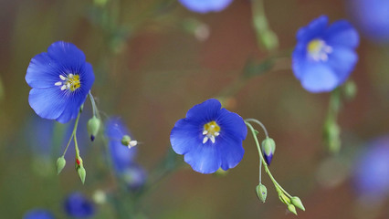 唯美蓝亚麻花卉摄影高清桌面壁纸高清大图预览1920x1080_植物壁纸下载