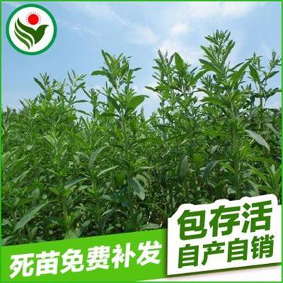 仙桃市绿腾花草种苗专业合作社官方-仙桃市绿腾花草种苗专业合作社、农作物种子、种子种苗、绿化苗木、植物花卉、果树苗、观赏植物、盆栽植物、蔬菜种子、杨树苗、柳树苗、金丝楠木树苗、巨型金果xx桃、葡萄、乔木刺参树、海棠、紫薇、桂花、铁皮石斛、降糖树、九里香